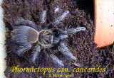 Phormictopus cancerides cancerides