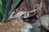 Megophrys monticola