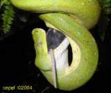 Chondropython viridis