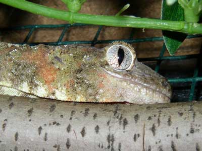 Rhacodactylus chahoua
