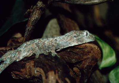 Rhacodactylus chahoua