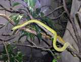 Dendroaspis viridis