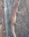 Sphaerodactylus elegans