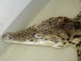Crocodylus novaeguineae