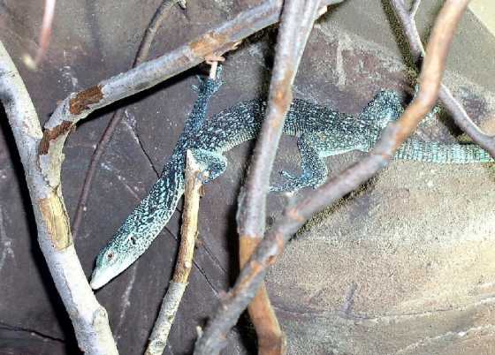 Varanus macraei