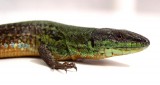 Podarcis siculus bagnolensis