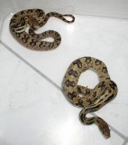 Pituophis lineaticollis
