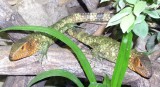 Dracaena guianensis