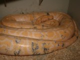 Python molurus bivittatus