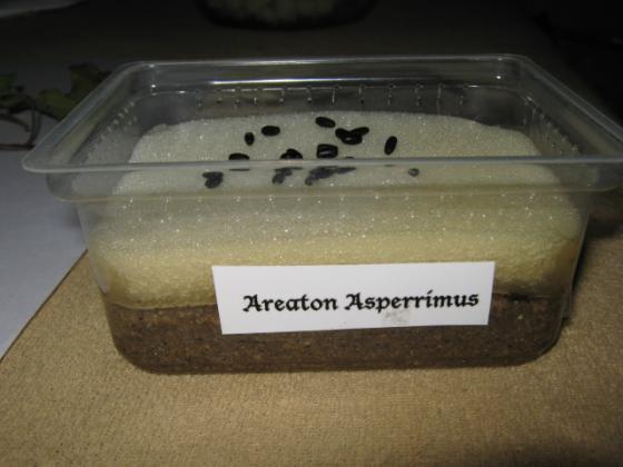 Aretaon Asperrimus