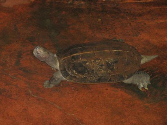 Heosemys grandis - želva černavá