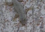 Hemidactylus (Cosymbotus) platyurus
