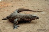 common indian monitor lizard