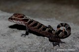 forest spotted gecko
