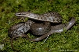 Himalayan keel bak snake