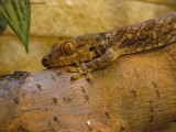 madagaskarští gekoni