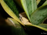 Crested gecko 1