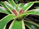 Ranitomeya ventrimaculata - French Guayana