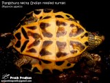 Indian Roofed Turtle