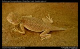 Rajasthan toad-headed agama