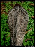 Indian Spectacled Cobra-Hood
