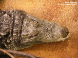 krokodýl bahenní - samice