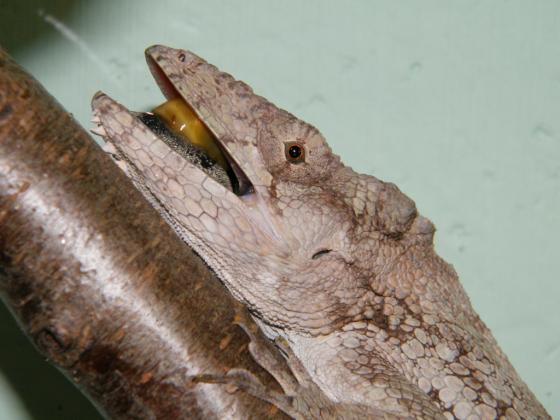 Chameleolis barbatus