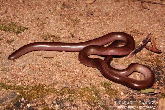 Beaked worm snake