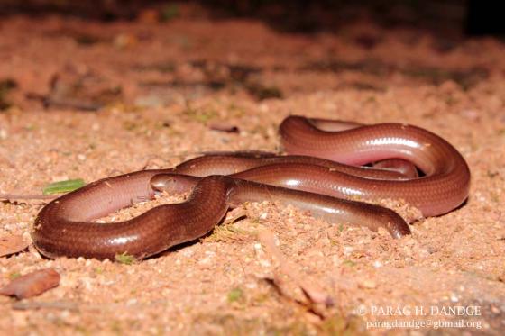 Beaked worm snake