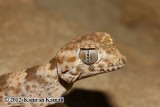 Geckos of Iran