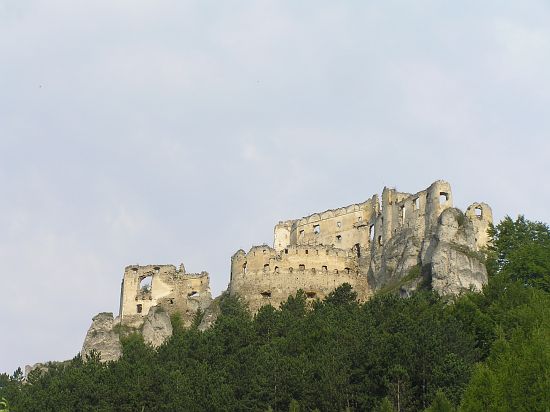 Lietavský hrad, lokalita P. muralis
