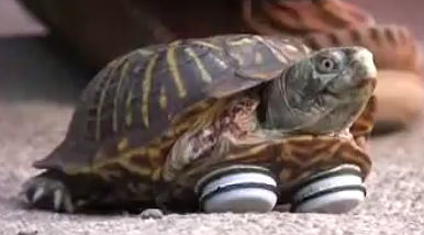 želva s amputovanými předními nohami a přilepenými podložkami pro nábytek na plastronu