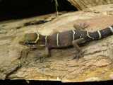 Geckoella deccanensis