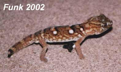 Chondrodactylus angulifer