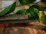 gekko gecko