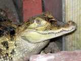 Caiman crocodilus crocodilus