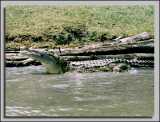 <a href="http://www.reptarium.cz/en/taxonomy/Crocodylus-niloticus/photogallery/3500">Photo of <em>Crocodylus niloticus</em></a> by <a href="http://www.reptarium.cz/en/profiles/259">Vladimír Trailin</a>