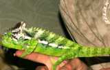 Furcifer verrucosus