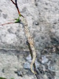 Eurydactylodes vieillardi