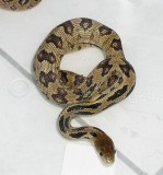 Pituophis lineaticollis