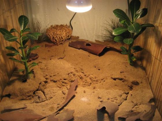 Terárium pro pouštní gekony