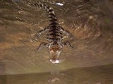 <a href="http://www.reptarium.cz/en/taxonomy/Crocodylus-siamensis/photogallery/9548">Photo of <em>Crocodylus siamensis</em></a> by <a href="http://www.reptarium.cz/en/profiles/397">Jaroslav Forejt</a>