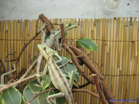 Laemanctus serratus