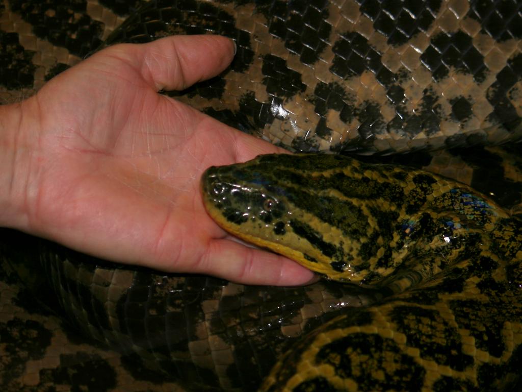 Анаконда отзывы. Змея зеленая Анаконда. Парагвайская Анаконда ложноногие. Желтая Анаконда. Анаконда парагвайская (eunectes notaeus) размер.