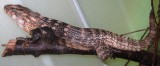 Ctenosaura clarki