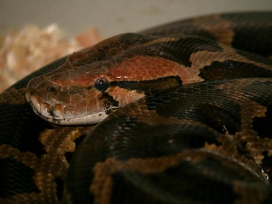 Python molurus pimbura
