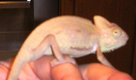 Chameleon Jemenský 2