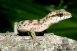 Bent toed gecko