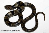 common kukri snake