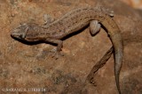 Square spotted Gecko